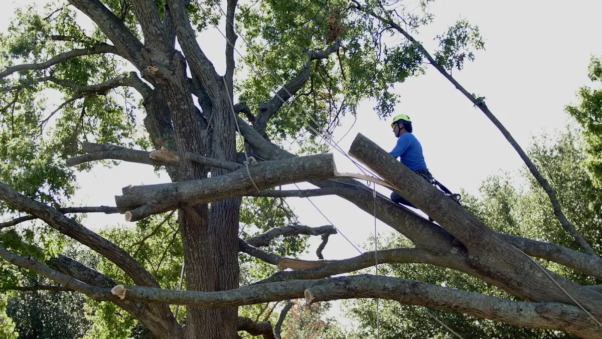 Professional Crown Thinning performed by certified arborists in Sullivan